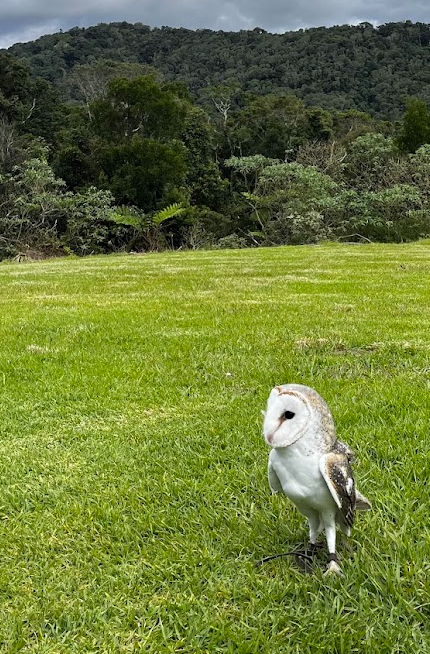 o'reilly campground - owl